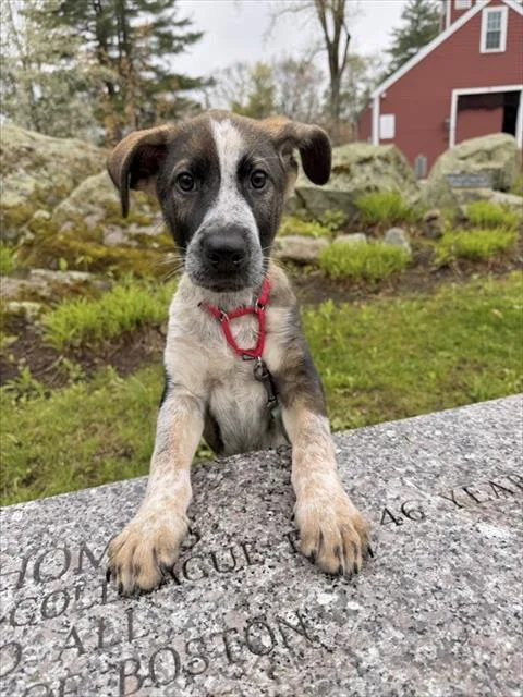 A baby medium-sized male Australian Cattle Dog / Blue Heeler dog named Neil for adoption in Dedham, MA