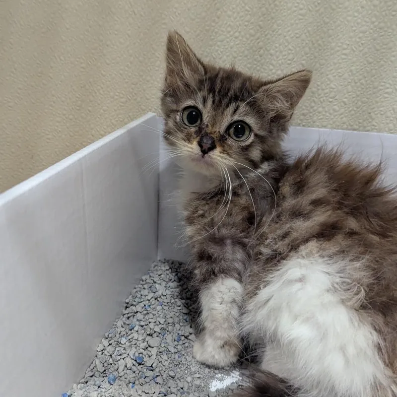 A baby small-sized male Brown / Chocolate Domestic Medium Hair cat named Cricket for adoption in Jeffersonville, IN