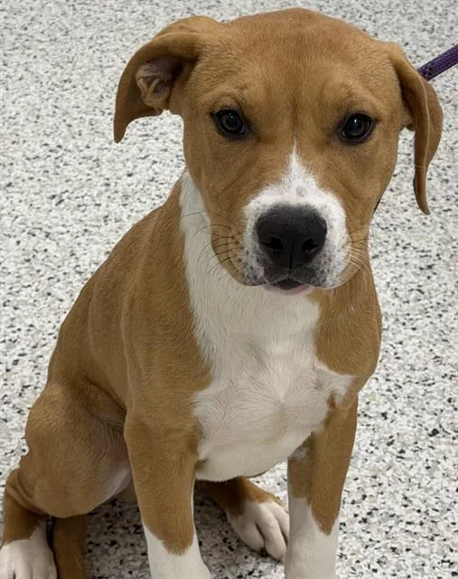 A baby small-sized male American Staffordshire Terrier dog named Eli for adoption in Canfield, OH