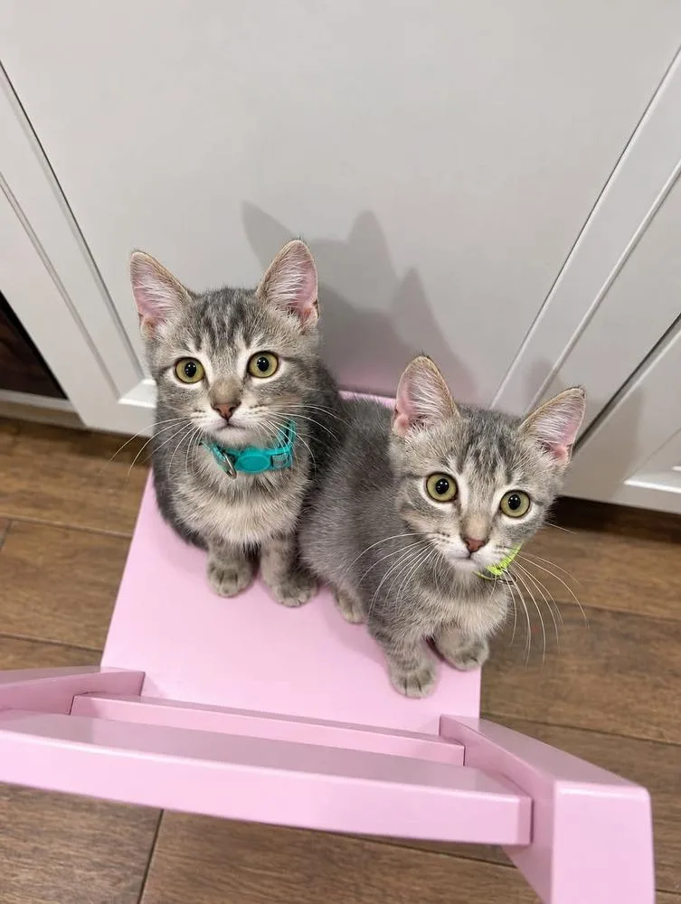 A baby small-sized male Domestic Medium Hair cat named Scout for adoption in Emporia, KS