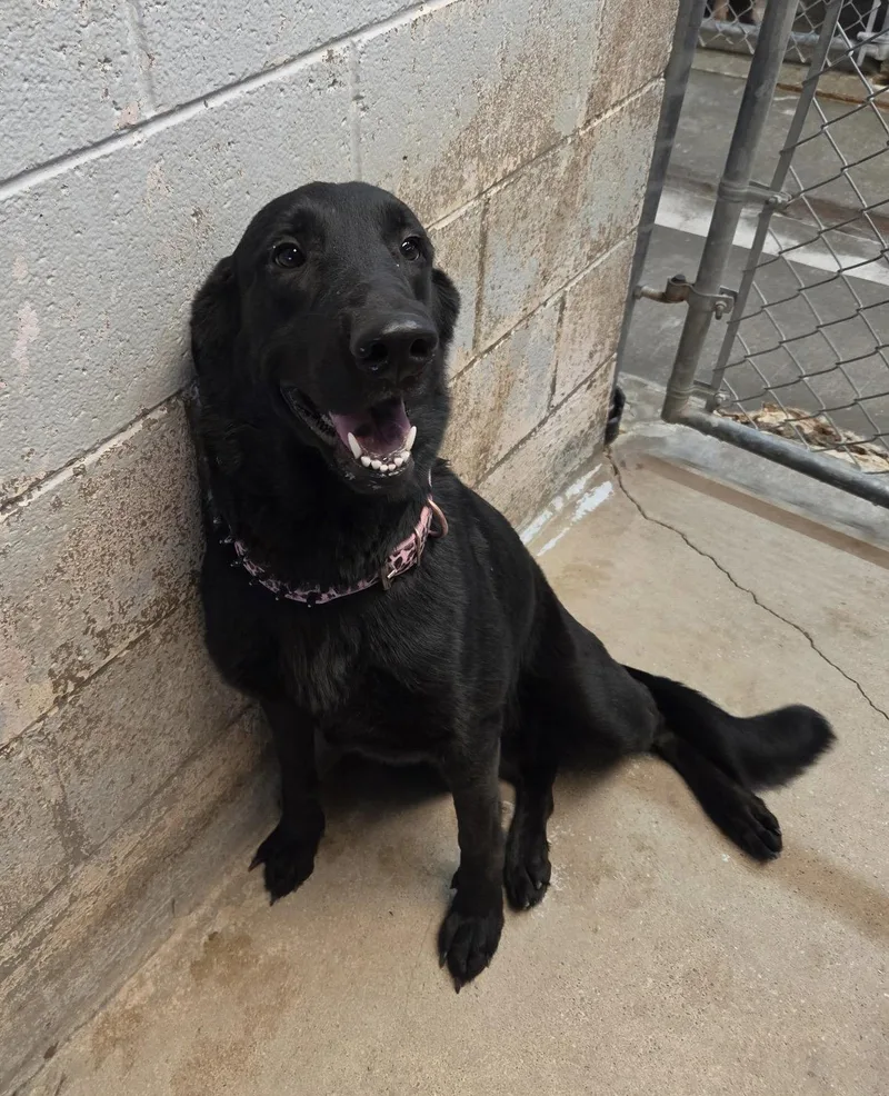 An adult large-sized female German Shepherd Dog named Petunia for adoption in El Centro, CA