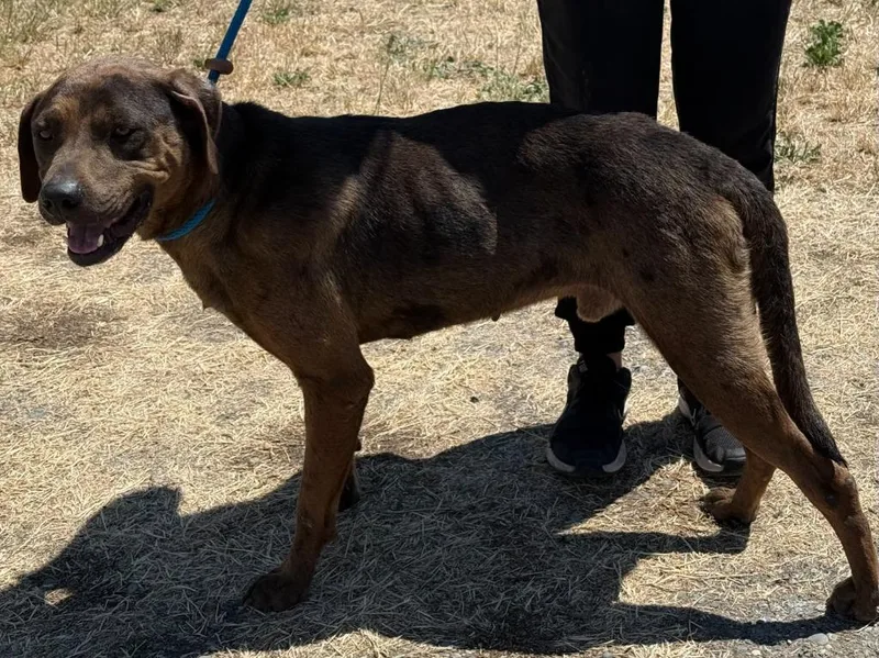 An adult medium-sized male Catahoula Leopard Dog dog named Jackson for adoption in Vacaville, CA