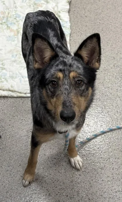 An adult medium-sized female Cattle Dog dog named Valkyrie for adoption in Fishers, IN