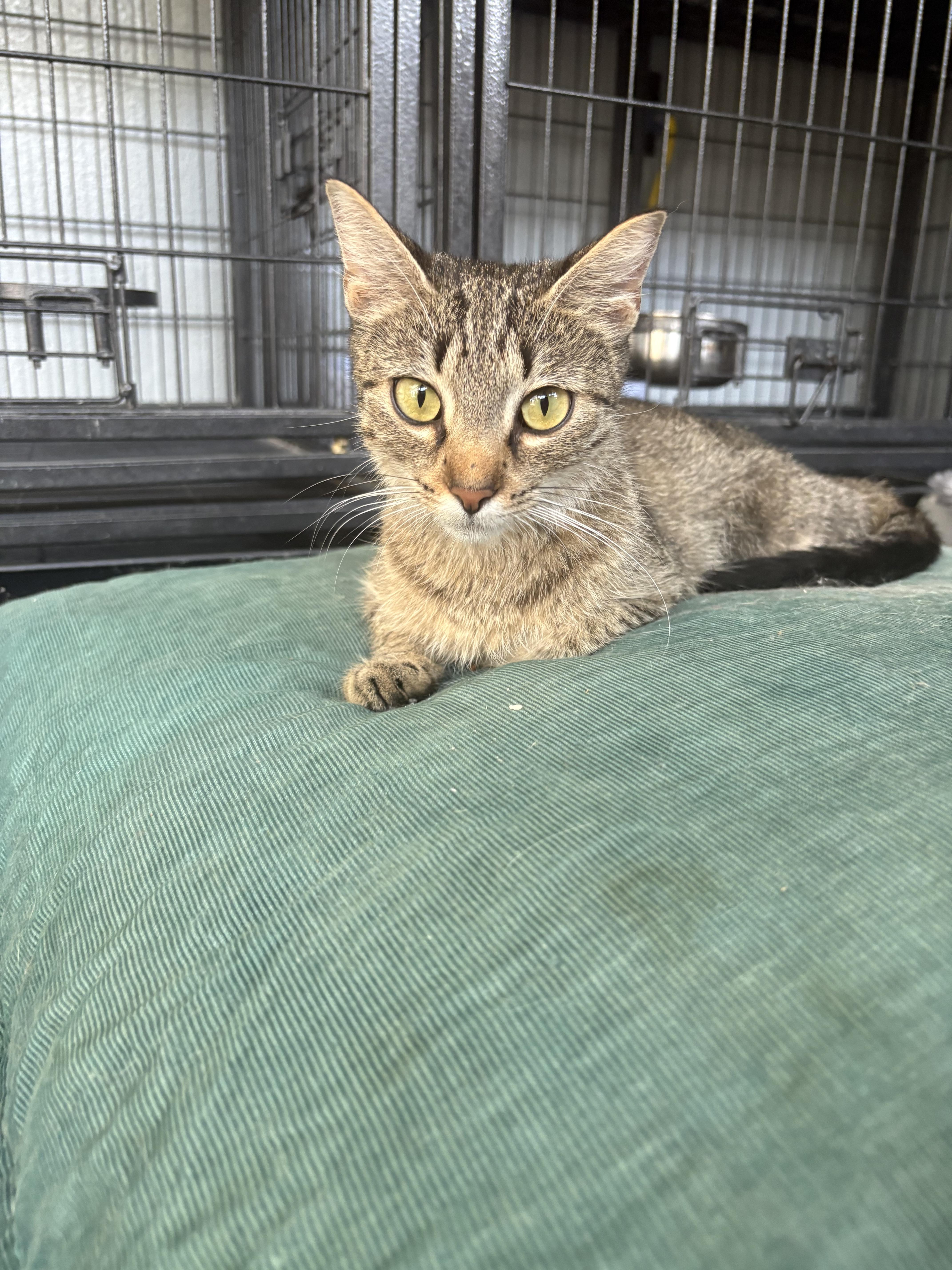 A young small-sized female Domestic Short Hair cat named Bo Peep for adoption in Hermitage, PA