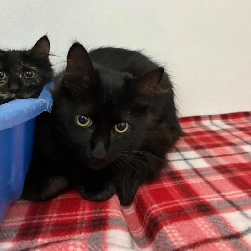 A baby medium-sized male Black Domestic Long Hair cat named Jelly Bean for adoption in Franklin, NC