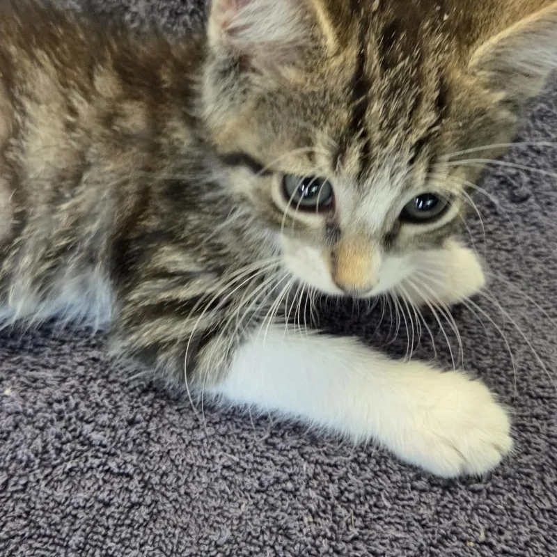 A baby small-sized male Gray / Blue / Silver Domestic Short Hair cat named Mushu for adoption in Volcano, HI