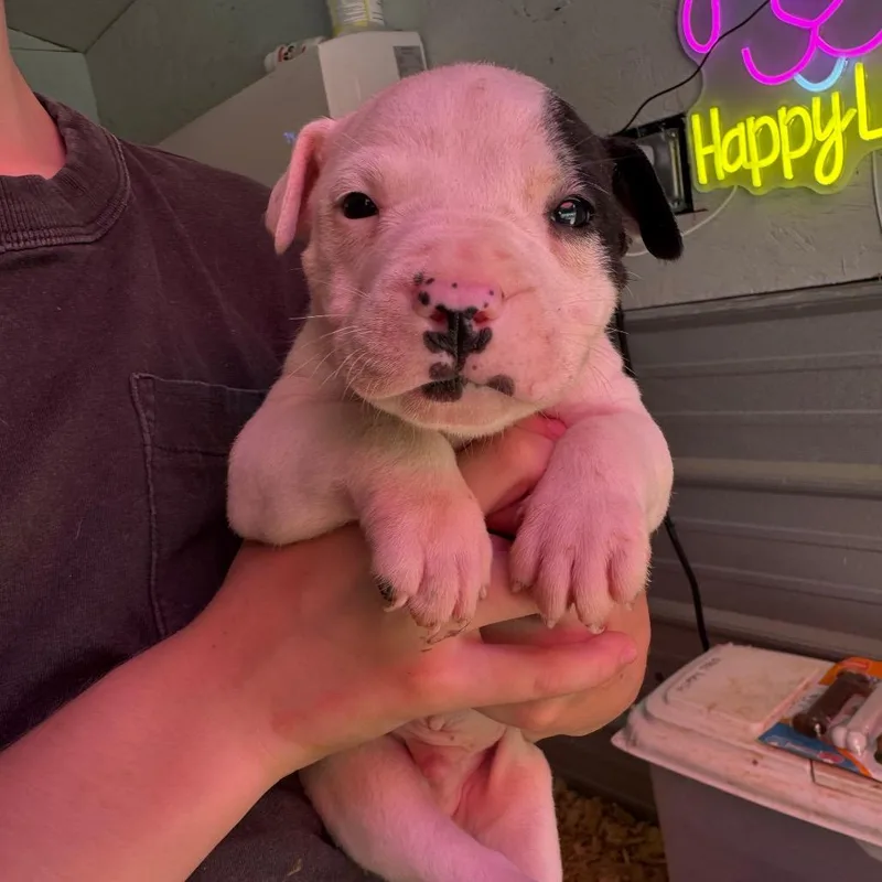 A baby medium-sized male White / Cream Mixed Breed dog named Lucky for adoption in Duck River, TN