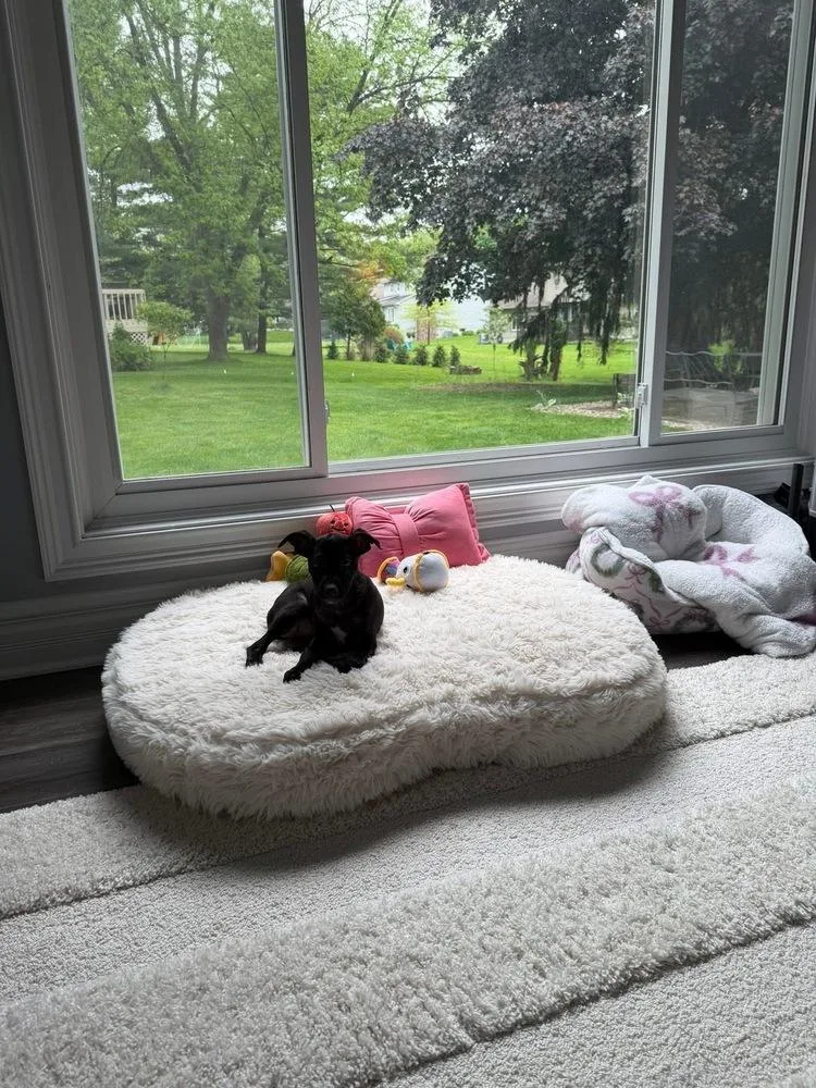 A baby medium-sized female Tricolor (Brown, Black, & White) Mixed Breed dog named Olive for adoption in Dorr, MI
