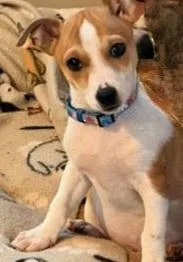 A baby small-sized male Dachshund dog named Rusty for adoption in Byron, IL