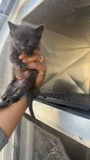 A baby medium-sized female Domestic Short Hair cat named Sandy for adoption in Dallas, TX