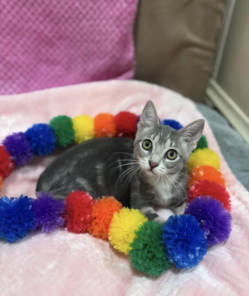 A baby small-sized female Tabby (Gray / Blue / Silver) American Shorthair cat named Crystal Blue for adoption in Homestead, FL