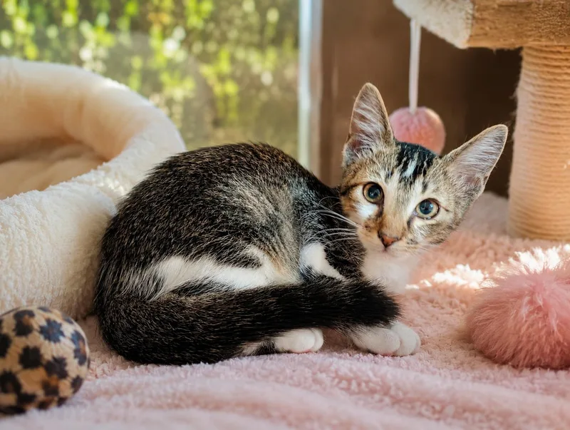 A baby small-sized female Domestic Short Hair cat named Monroe for adoption in Mabank, TX
