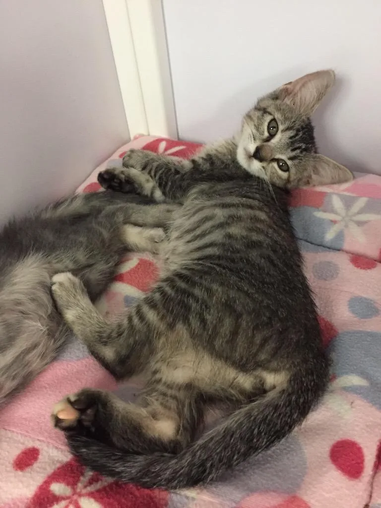 A baby medium-sized female Domestic Short Hair cat named Audi for adoption in Peoria, AZ