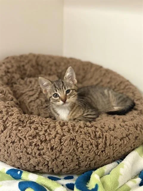 A baby small-sized male Domestic Short Hair cat named Sadio Mane for adoption in Sugar Land, TX