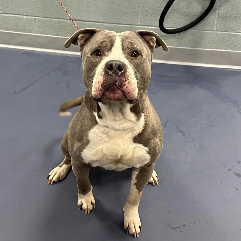 An adult medium-sized male Gray / Blue / Silver Pit Bull Terrier dog named Dragonfruit for adoption in Greensboro, NC