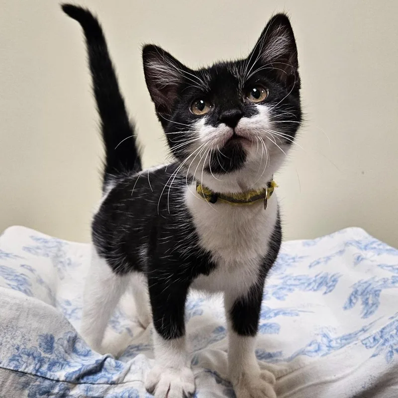 A baby small-sized female Domestic Short Hair cat named Artemis for adoption in Fremont, OH