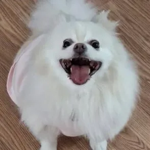 Holly