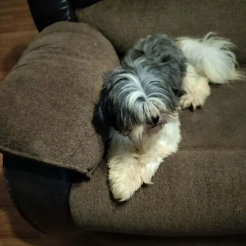 Barker