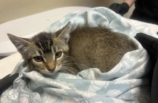 A baby small-sized male Domestic Short Hair cat named Warlock for adoption in Oceanside, CA