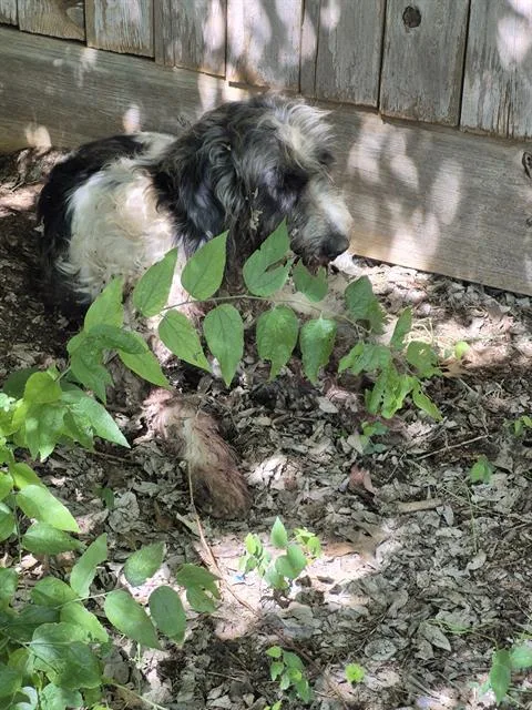 A young large-sized male Schnauzer dog named A for adoption in San Antonio, TX