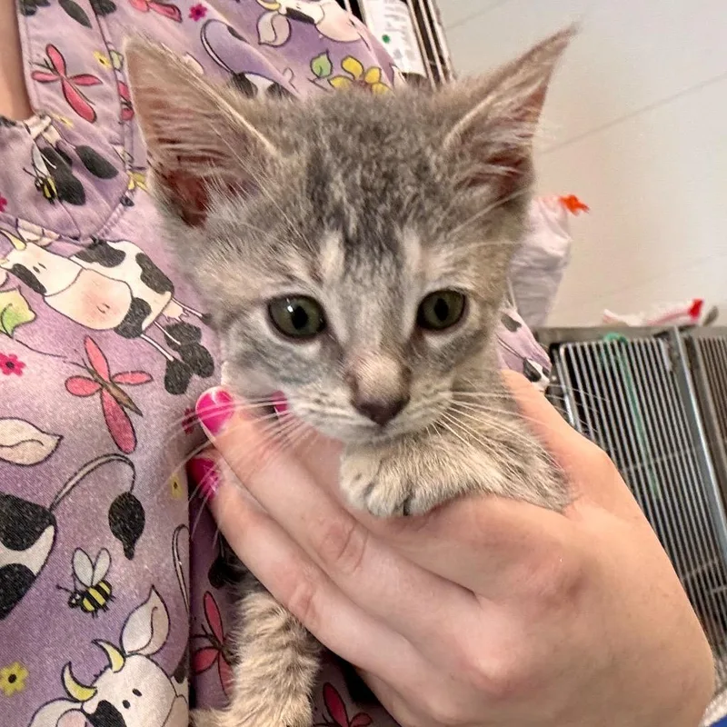 A baby medium-sized female Domestic Short Hair cat named Junie for adoption in Portland, IN