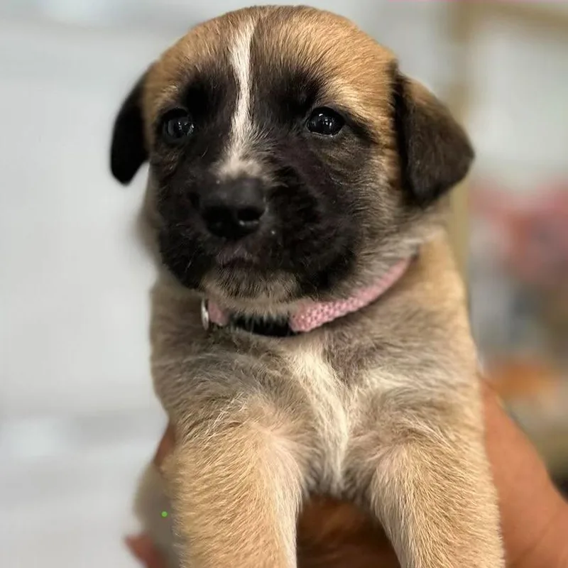 A baby small-sized female Brown / Chocolate German Shepherd Dog dog named Bari for adoption in Tampa, FL