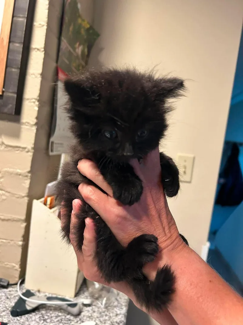 A baby small-sized male Domestic Short Hair cat named Alvin for adoption in Clymer, PA