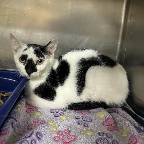 A young small-sized male Domestic Short Hair cat named Masque for adoption in Tipp City, OH