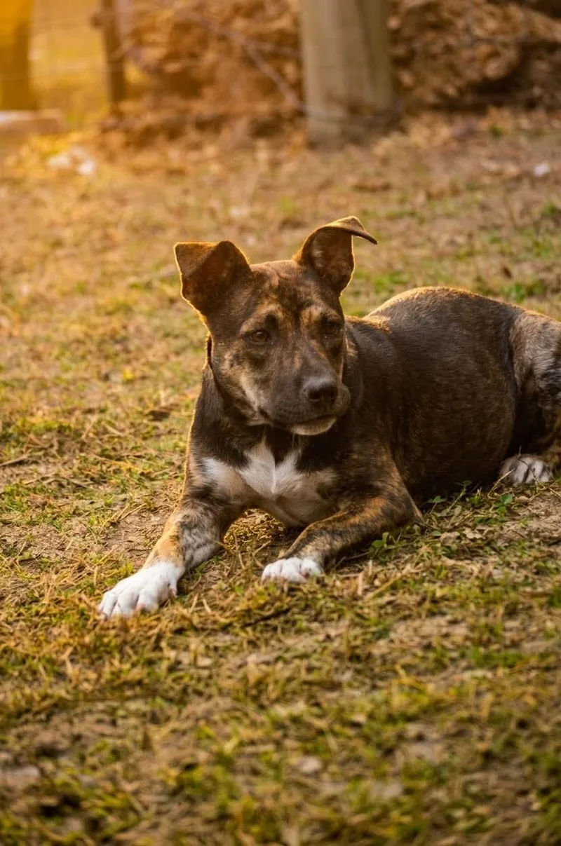 A baby medium-sized female Brindle Shepherd dog named Lacey for adoption in Spring, TX