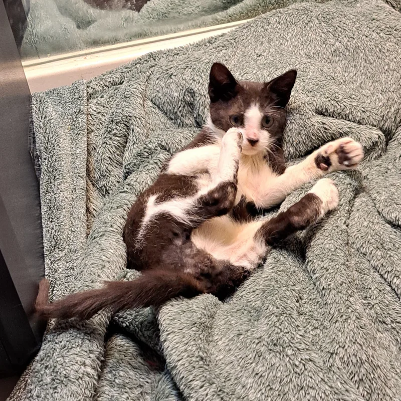 Little Brother thumbnail 2