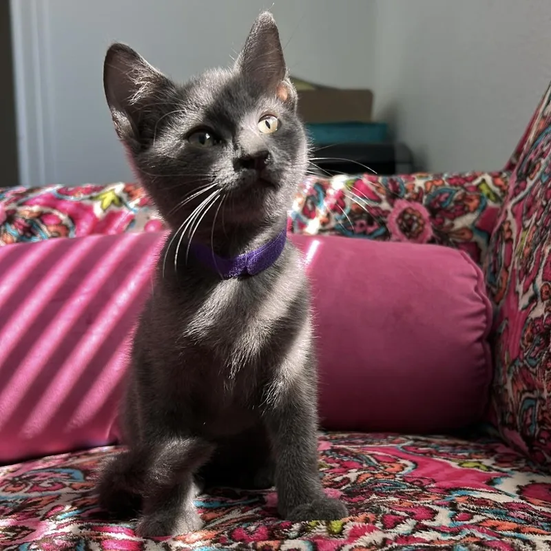 A baby small-sized female Gray & White Russian Blue cat named Sloane & Slate for adoption in Liverpool, TX