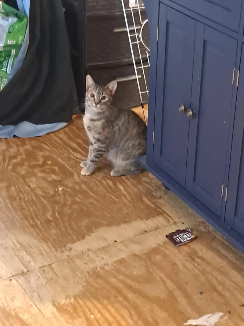 A young medium-sized female Domestic Short Hair cat named Anna for adoption in Randolph, AL