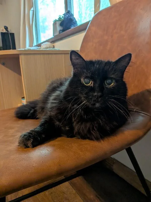 An adult medium-sized male Black Domestic Long Hair cat named Axel for adoption in Fort Collins, CO