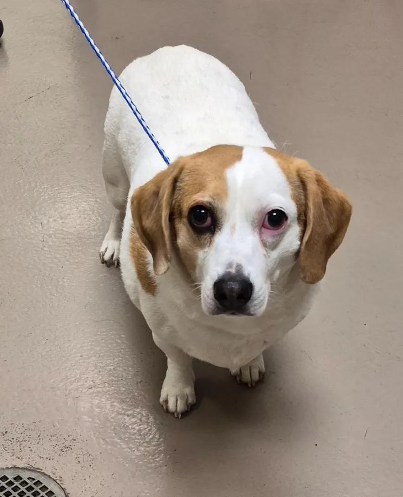An adult medium-sized male Beagle dog named Buster for adoption in Christiansburg, VA