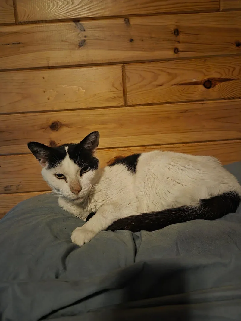 A senior medium-sized female Black & White / Tuxedo Domestic Short Hair cat named Edna for adoption in Manhattan, KS