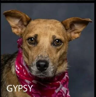 Gypsy thumbnail 2