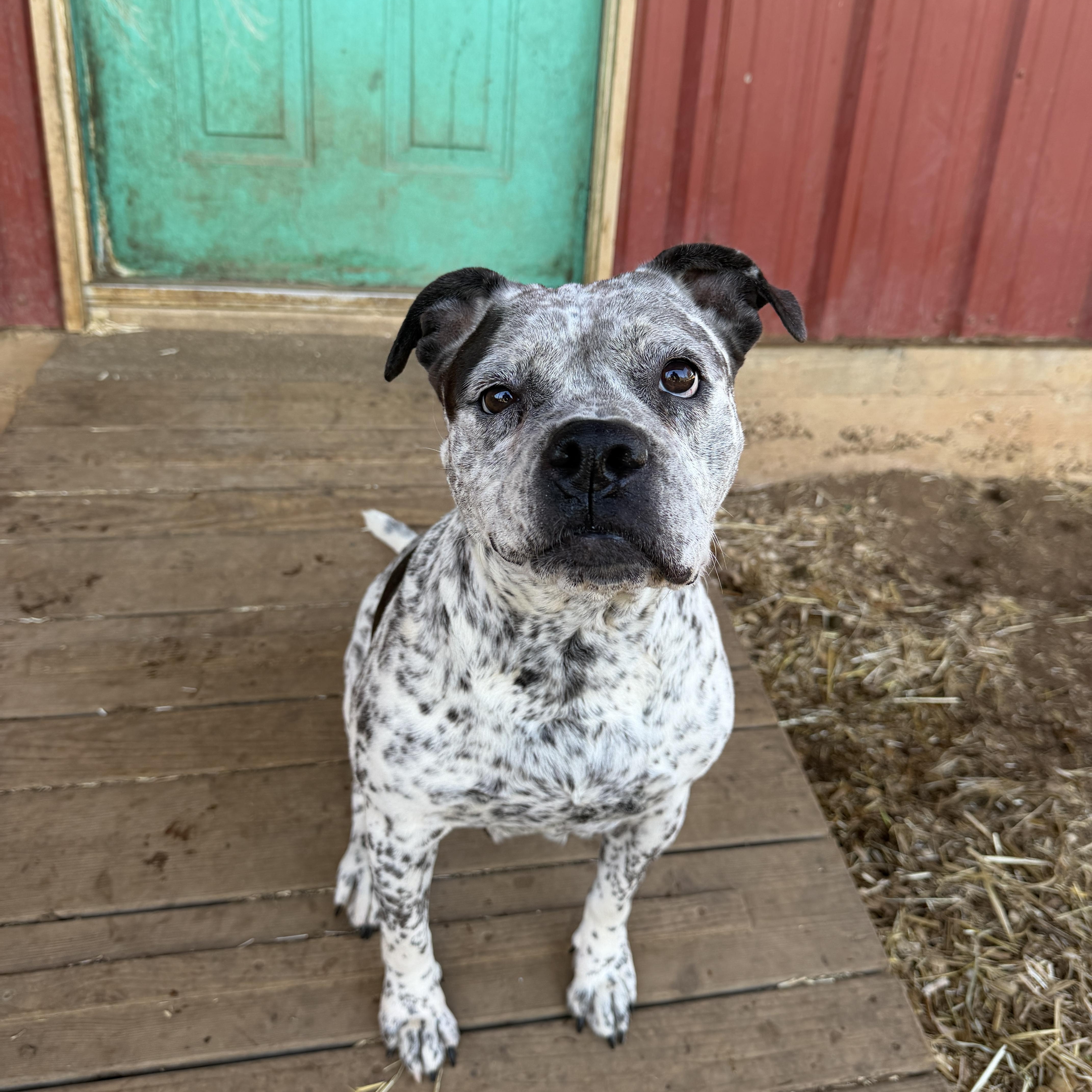 An adult medium-sized female White / Cream American Staffordshire Terrier dog named Ella for adoption in Seguin, TX