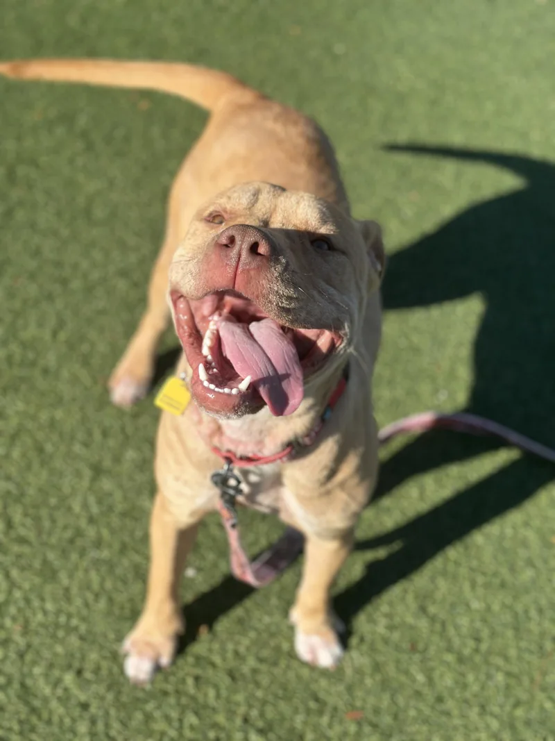 A young medium-sized female Pit Bull Terrier dog named Twiggy for adoption in Cleveland, OH