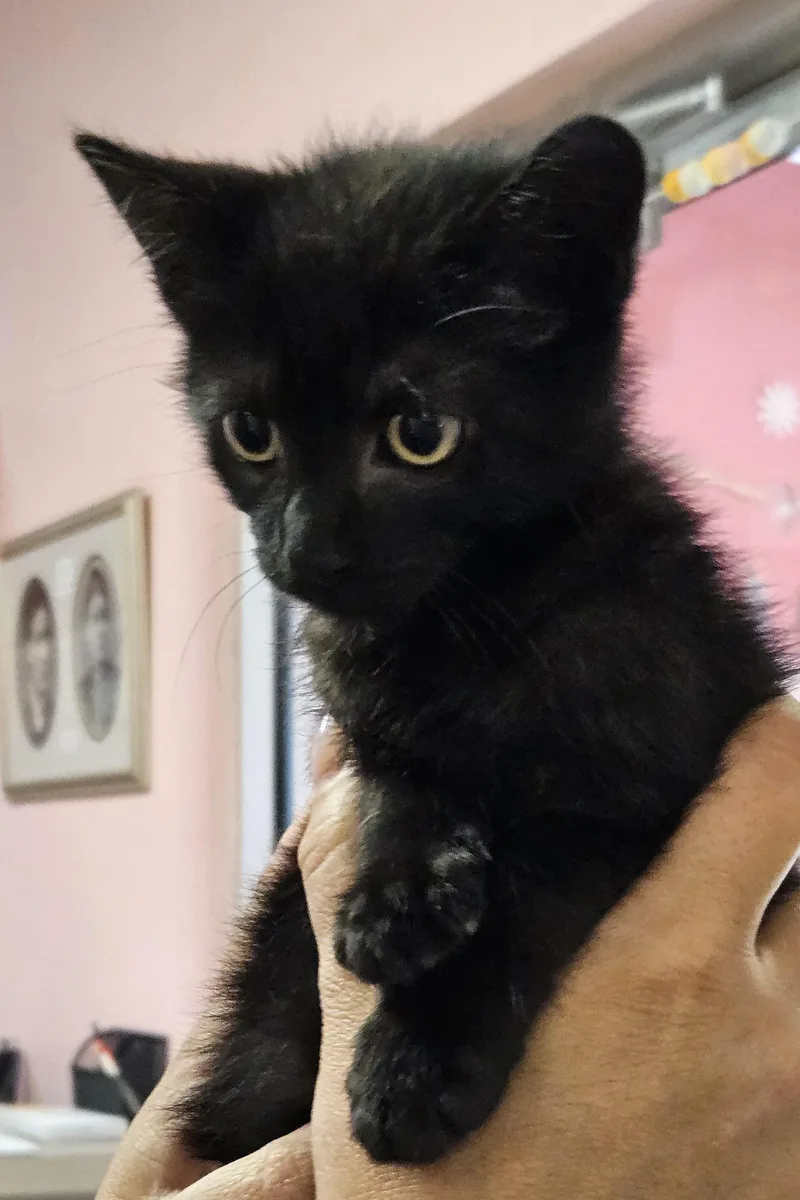 A baby medium-sized male Black Domestic Short Hair cat named Jiji for adoption in Fall River, MA
