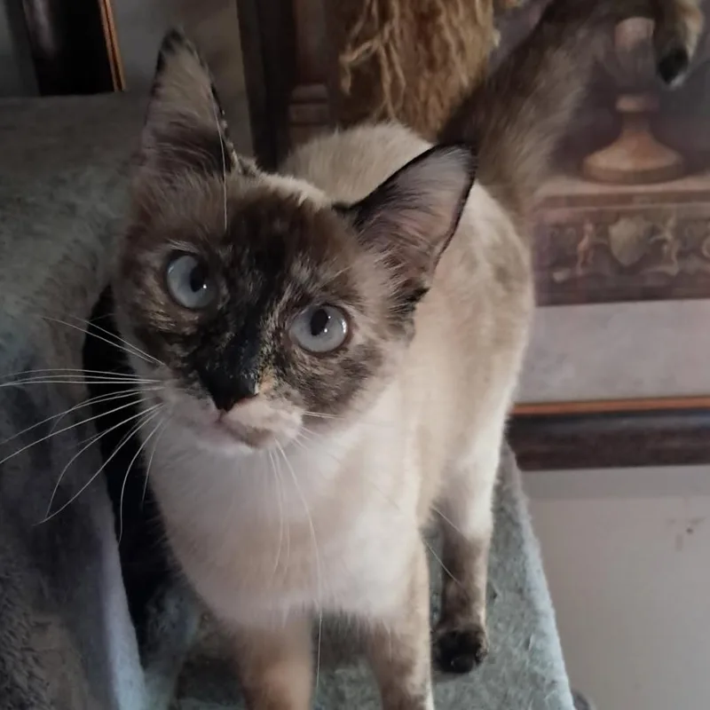 A young small-sized female Smoke Siamese cat named Smokey for adoption in Bristol, IN