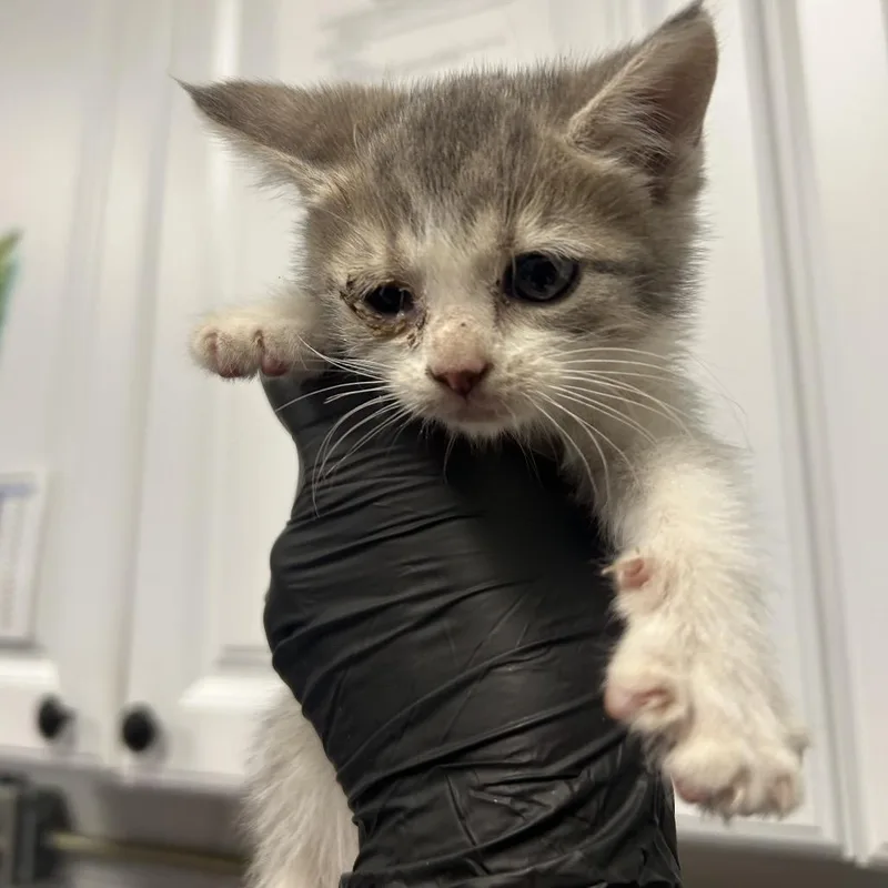A baby small-sized female Domestic Medium Hair cat named Phlox for adoption in Greenville, SC
