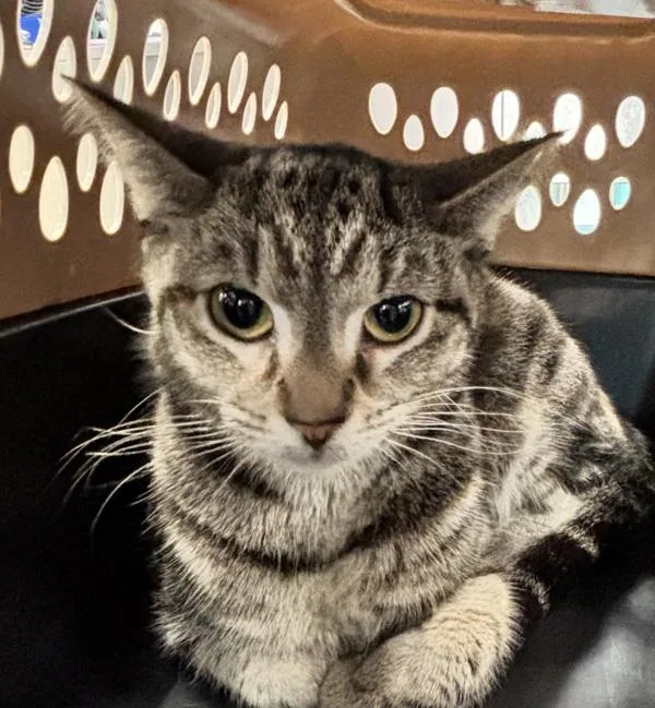 An adult medium-sized female Domestic Short Hair cat named Lake Merrit for adoption in Ridgewood, NY