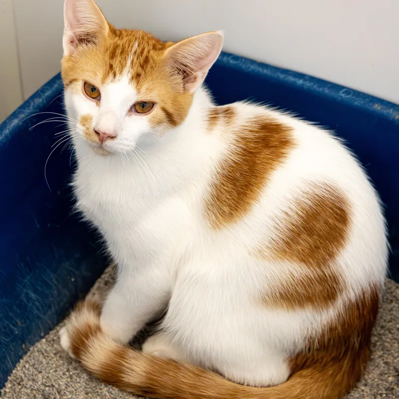 A young large-sized male Domestic Short Hair cat named Gus for adoption in Richland Center, WI