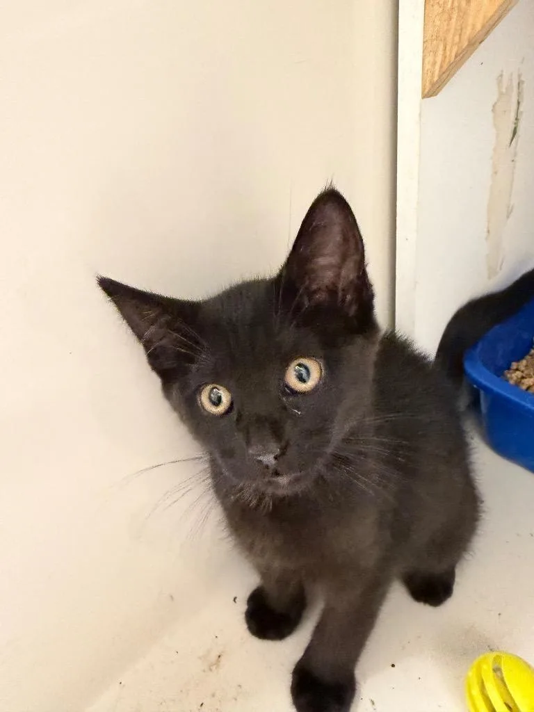 A baby small-sized female Domestic Short Hair cat named Ash for adoption in Ferndale, NY
