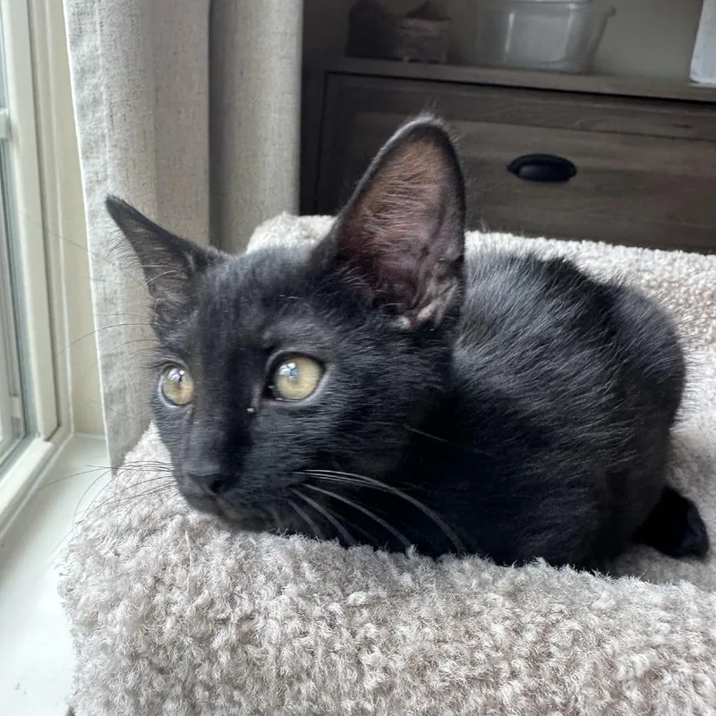 A baby small-sized male Black Domestic Short Hair cat named Hansel for adoption in Peachtree City, GA