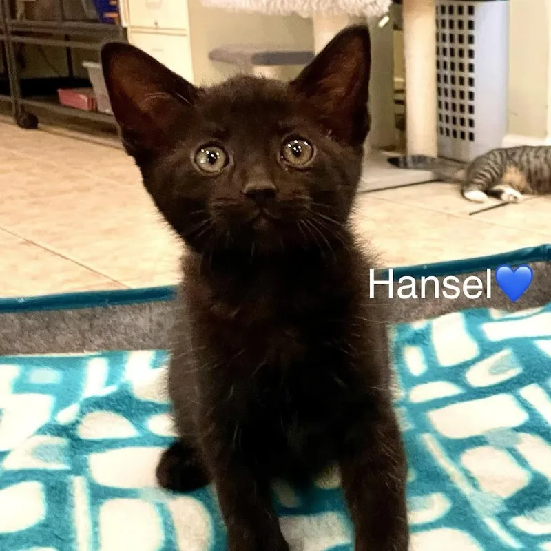 Hansel thumbnail 2