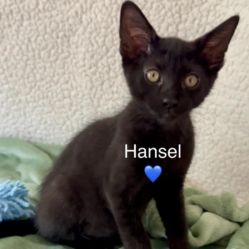 Hansel thumbnail 3