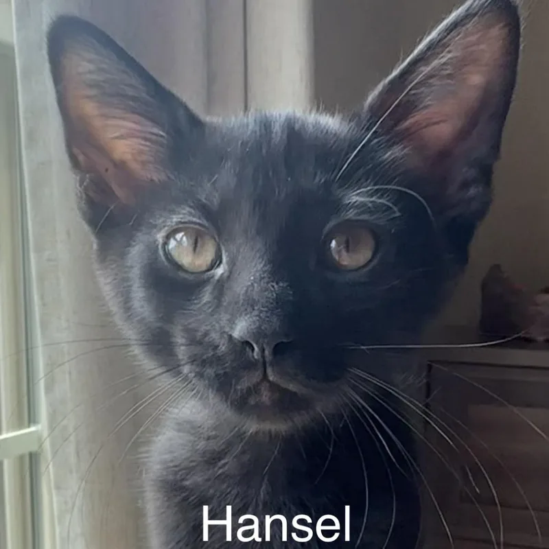 Hansel thumbnail 4