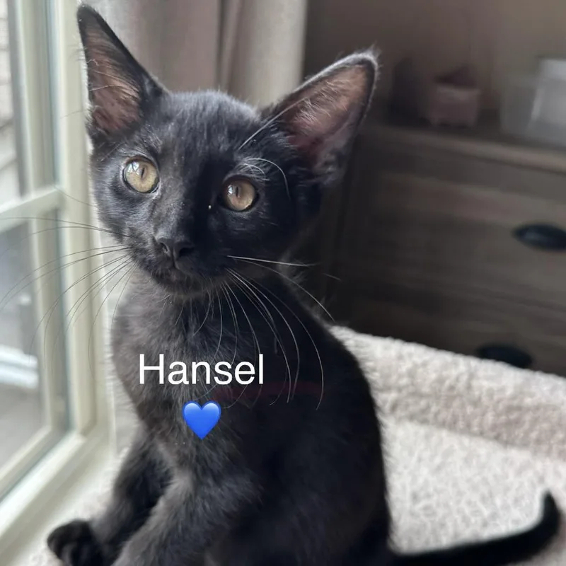 Hansel thumbnail 6