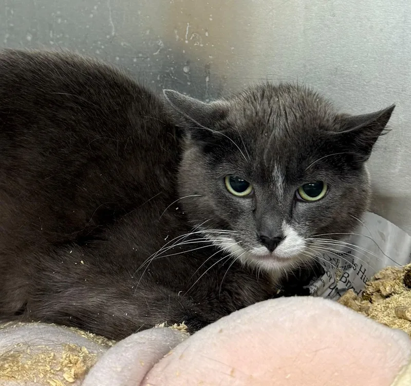 An adult medium-sized female Gray & White Domestic Short Hair cat named Filly for adoption in Edison, NJ